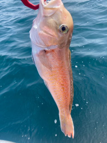 シロアマダイの釣果