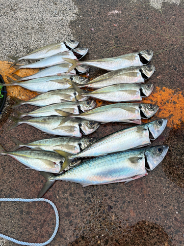 アジの釣果