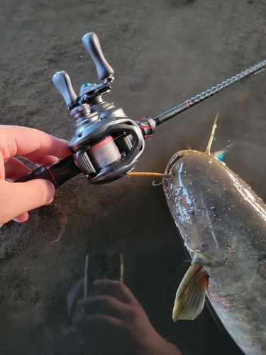 マナマズの釣果