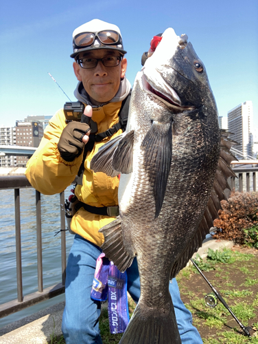 チヌの釣果