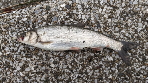 マルタウグイの釣果