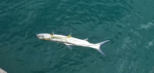 カライワシの釣果