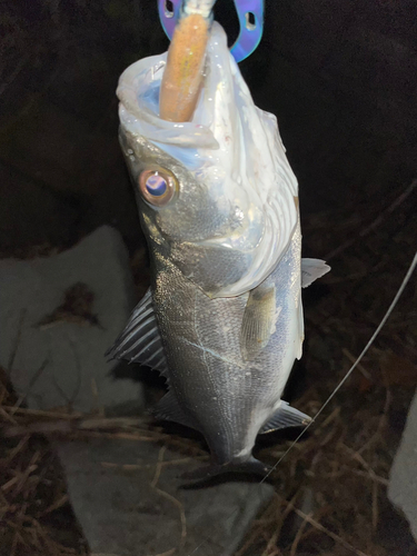 スズキの釣果