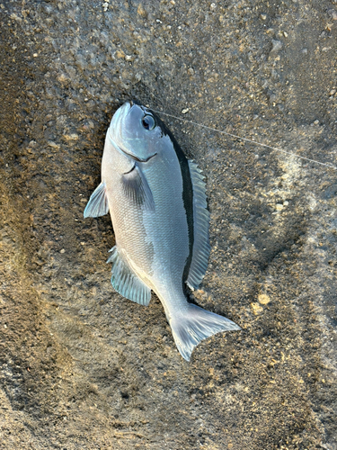 グレの釣果