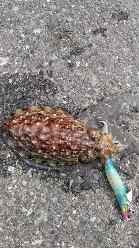 コウイカの釣果