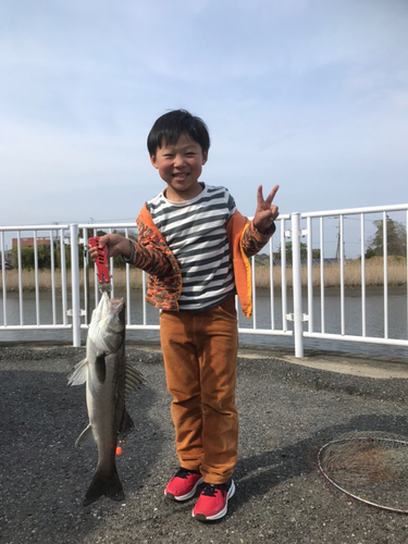 フッコ（タイリクスズキ）の釣果