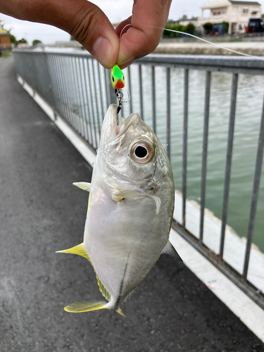 メッキの釣果