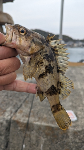 タケノコメバルの釣果