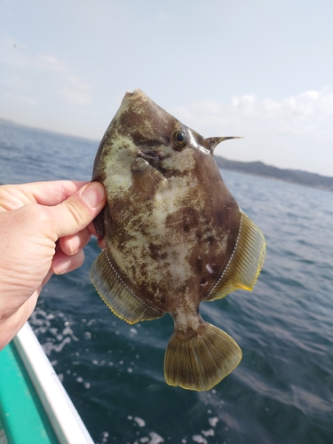 カワハギの釣果