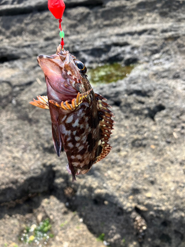 カサゴの釣果