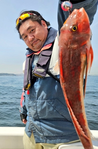 ホウボウの釣果