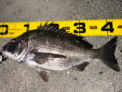 クロダイの釣果