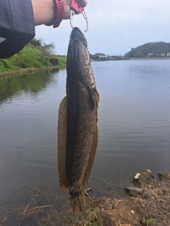 ライギョの釣果