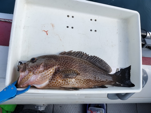 オオモンハタの釣果