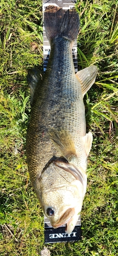 ラージマウスバスの釣果