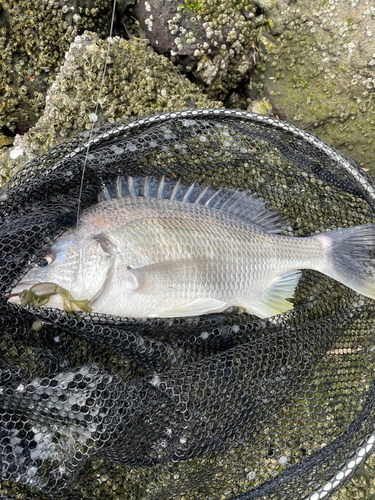 キビレの釣果