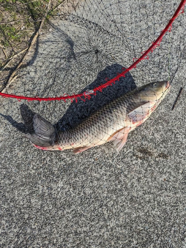 コイの釣果