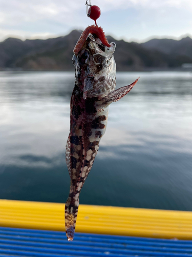 アサヒアナハゼの釣果