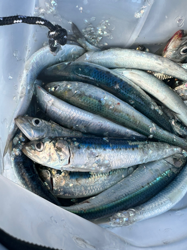 イワシの釣果