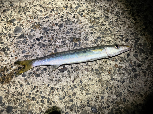 カマスの釣果