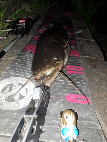 ナマズの釣果