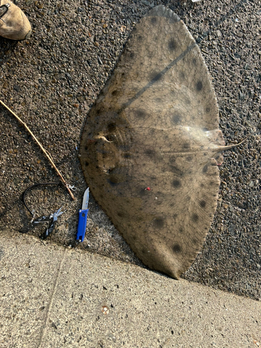 ツバクロエイの釣果