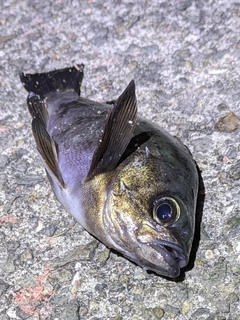 クロソイの釣果