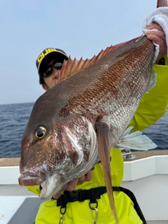 マダイの釣果