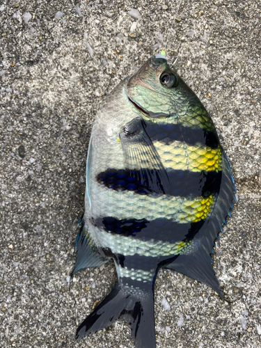 オヤビッチャの釣果