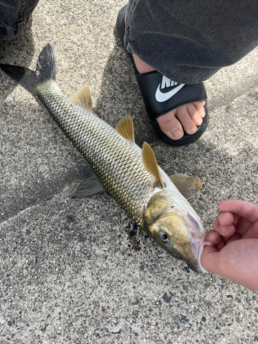 ニゴイの釣果