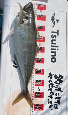 マアジの釣果