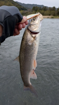 ウグイの釣果