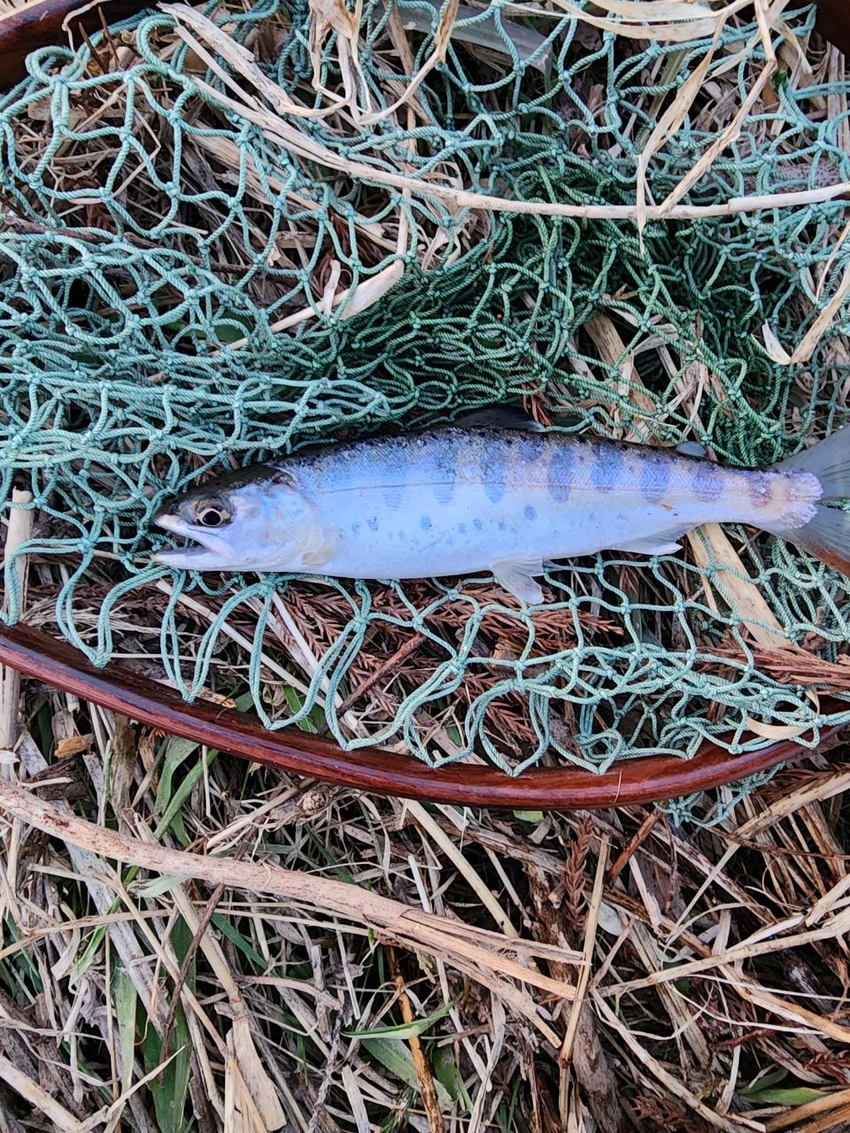 TENRYU レイズ RZ65MLの最安値・インプレ・釣果 | 本音の口コミが