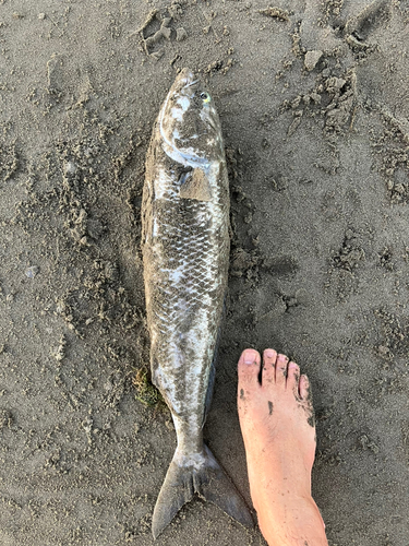 マルスズキの釣果