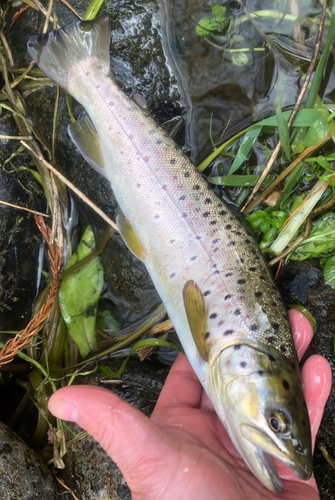 ブラウントラウトの釣果