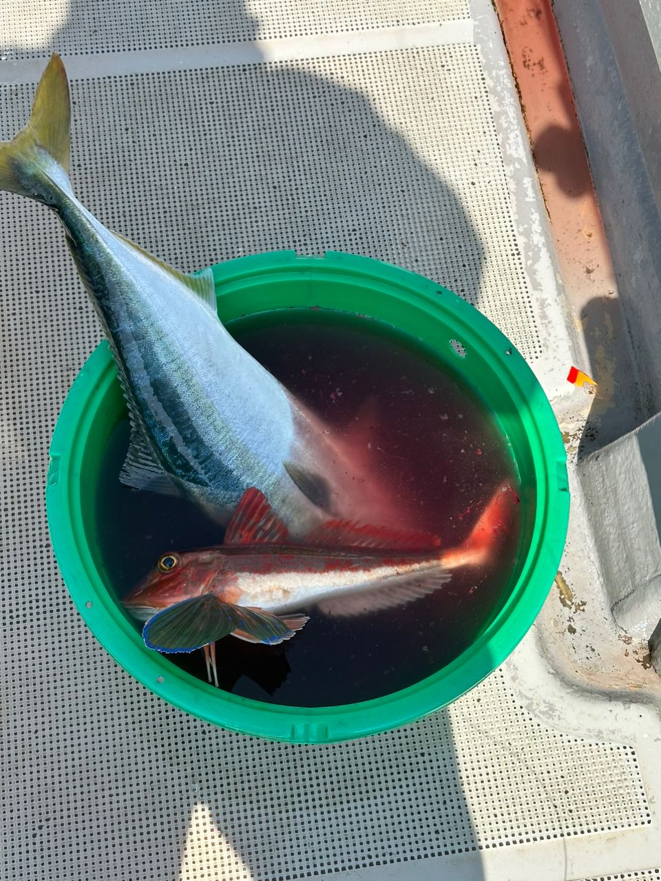 ☆沙乃○☆さんの釣果 2枚目の画像