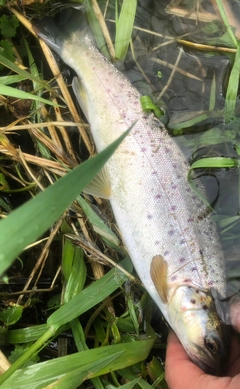 ブラウントラウトの釣果