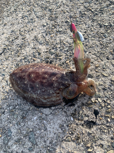 コウイカの釣果