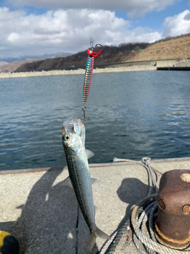 マイワシの釣果