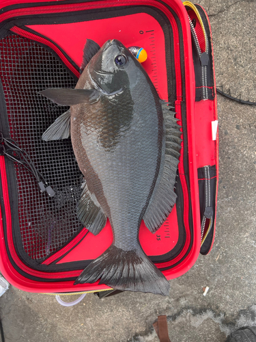 メジナの釣果