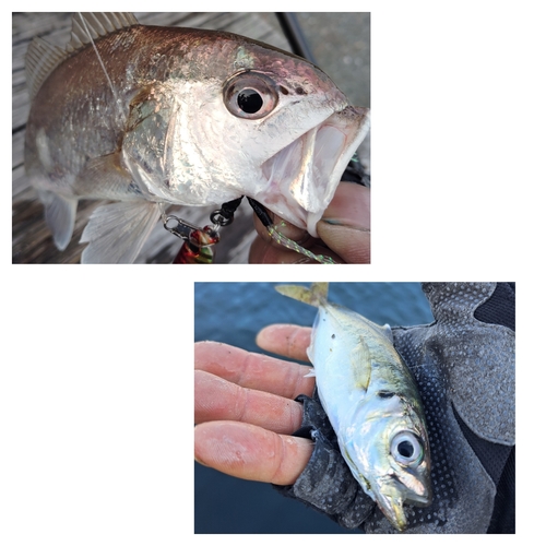 東扇島西公園で釣れたイシモチの釣り・釣果情報 - アングラーズ