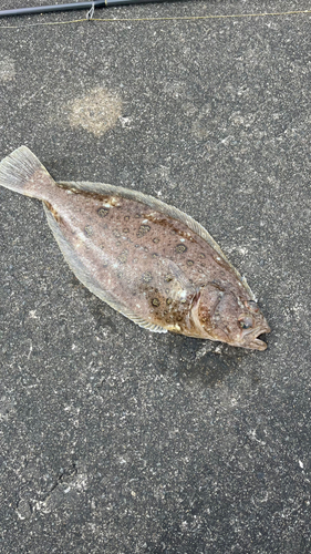 カレイの釣果