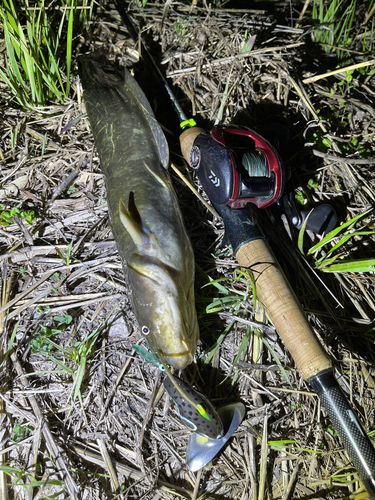 ナマズの釣果