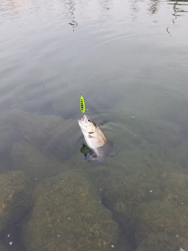 ニジマスの釣果