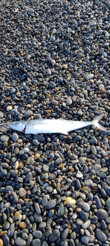 サゴシの釣果