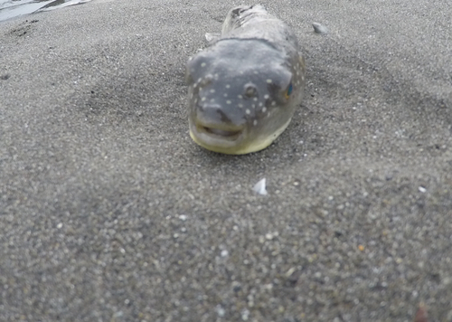 クサフグの釣果