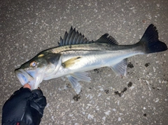 フッコ（マルスズキ）の釣果