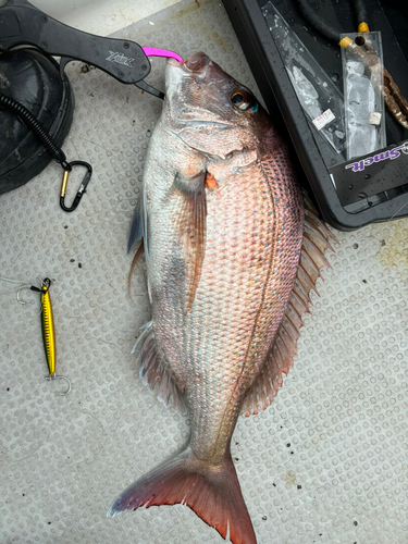 タイの釣果