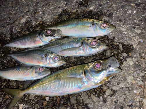 アジの釣果