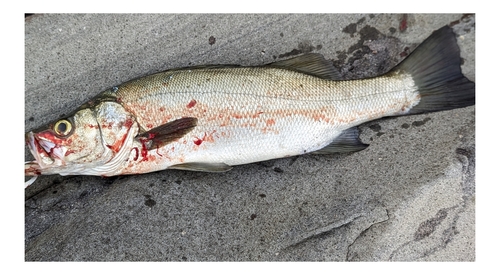 ヒラスズキの釣果